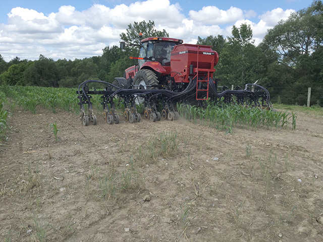 Seeding cover crops into standing corn helped New York growers get a jump on the fall season last year. Timely planting is critical in northern climates in particular. (Photo courtesy of Jonathon Martin)